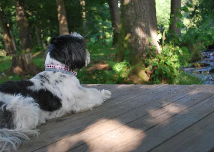 シャレー Chatky U Potoka - Chaticka C1 - Orlicke Hory, Wellness Pobyty, Sud, Sauna, Masaze *